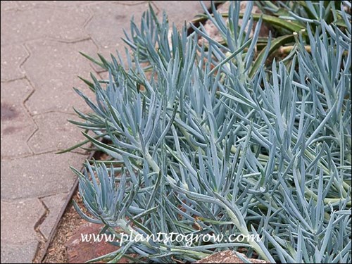 Blue Chalk Sticks (Senecio talinoides ssp mandraliscae)
This is the true color of these succulents.
